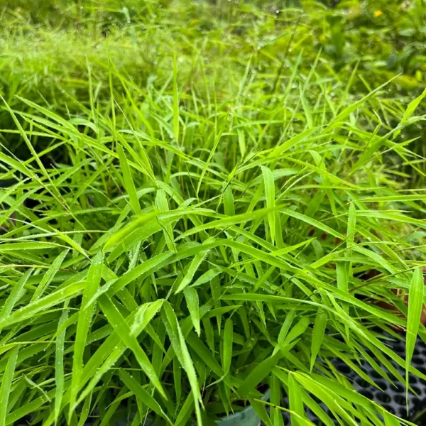 BUY Bamboo Grass Plant Online