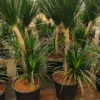 Buy Dracaena Draco, Dragon Tree – Plant from Nursery Nisarga