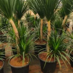 Buy Dracaena Draco, Dragon Tree – Plant from Nursery Nisarga