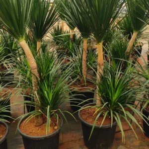 Buy Dracaena Draco, Dragon Tree – Plant from Nursery Nisarga