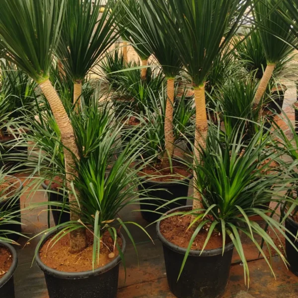 Buy Dracaena Draco, Dragon Tree – Plant from Nursery Nisarga