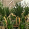Buy Dracaena Draco, Dragon Tree – Plant from Nursery Nisarga