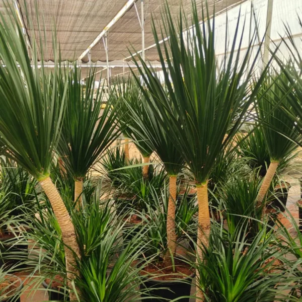 Buy Dracaena Draco, Dragon Tree – Plant from Nursery Nisarga