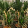 Buy Dracaena Draco, Dragon Tree – Plant from Nursery Nisarga