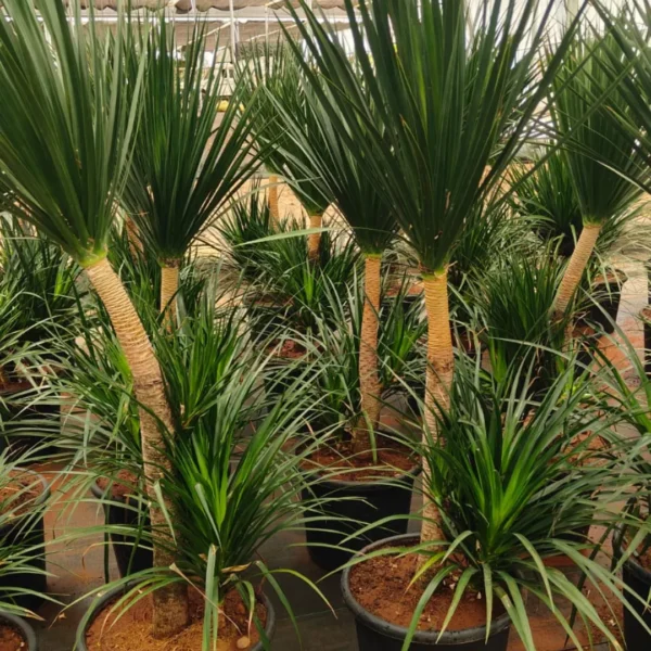Buy Dracaena Draco, Dragon Tree – Plant from Nursery Nisarga