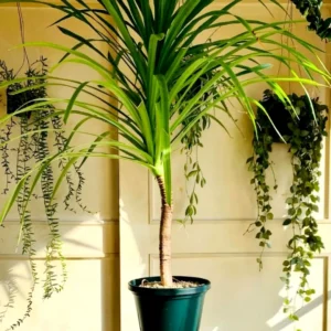 Buy Dracaena Draco, Dragon Tree Plant From Nursery Nisarga