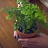 Exotic Maidenhair fern, adiantum raddianum - plant on sale at Nursery Nisarga