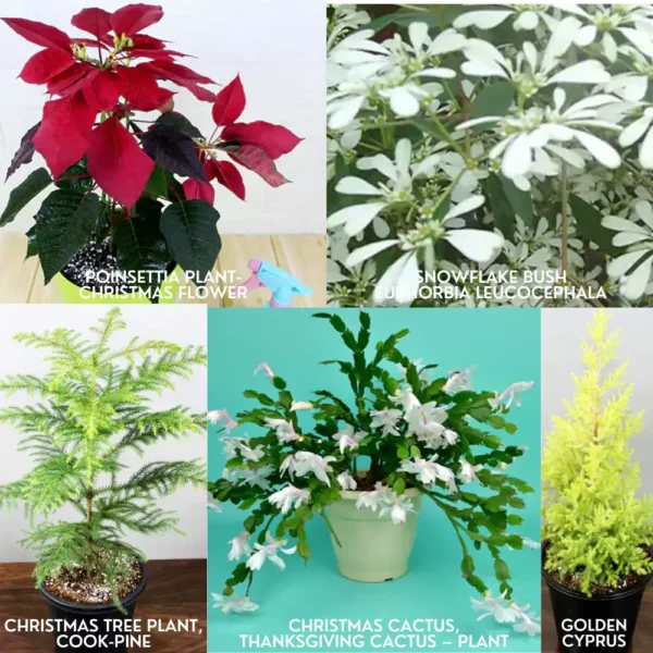 Buy Set of 5 Christmas Plant Online
