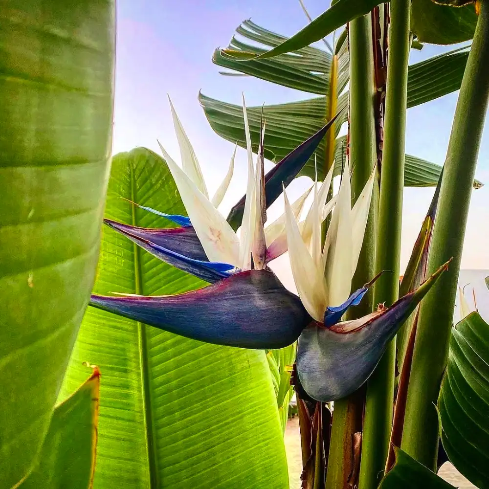 buy bird of paradise / strelitzia reginae / crane flower - plant