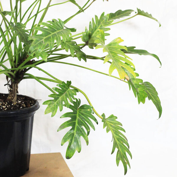 Buy Philodendron Green Xanadu From Nursery Nisarga