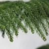 Buy Christmas Tree Plant | Cook-pine, Xmas Tree From Nursery Nisarga