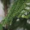 Buy Christmas Tree Plant | Cook-pine, Xmas Tree From Nursery Nisarga