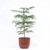 Buy Christmas Tree Plant | Cook-pine, Xmas Tree From Nursery Nisarga