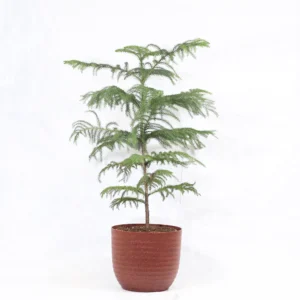 Buy Christmas Tree Plant | Cook-pine, Xmas Tree From Nursery Nisarga