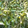 Buy Putranjiva Roxburghii, Lucky Bean Tree line