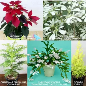 Buy Set of 5 Christmas Plant Online at Nursery Nisarga