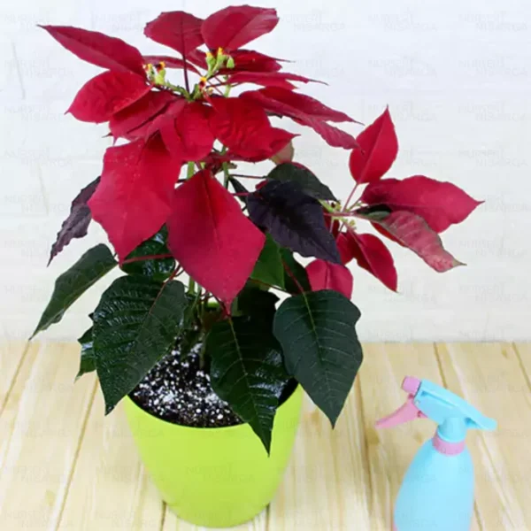 Buy Poinsettia plant- christmas flower plant