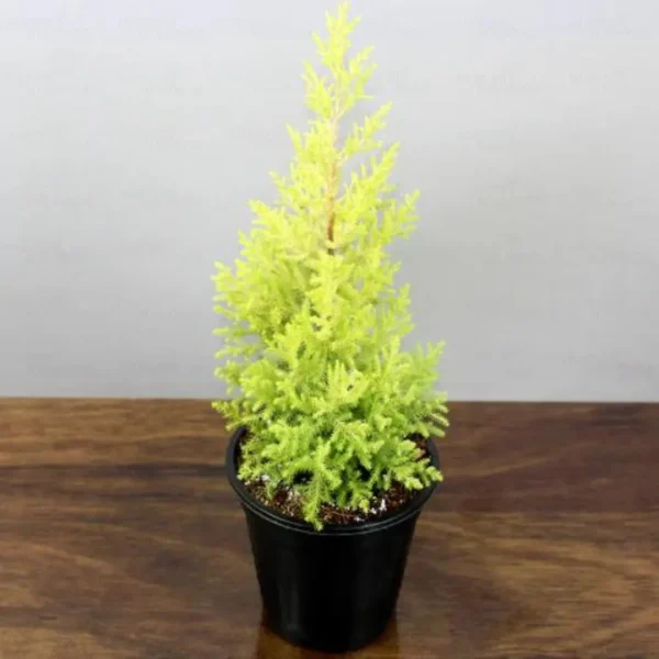 Buy Set of 5 Christmas Plant Online