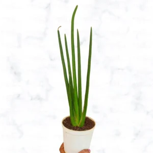 Buy Sansevieria cylindrica Long, Cylindrical Snake Plant Online
