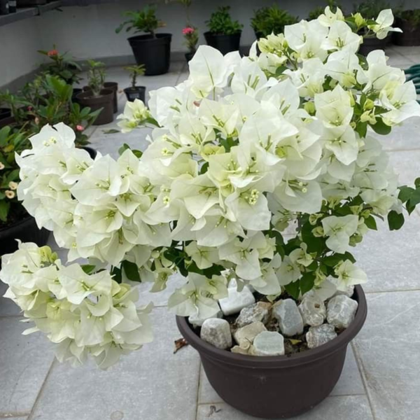 Buy Dwarf Bougainvillea Plant (Any Colour) from nursery nisarga