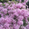 Buy Dwarf Bougainvillea Plant (Any Colour) from nursery nisarga