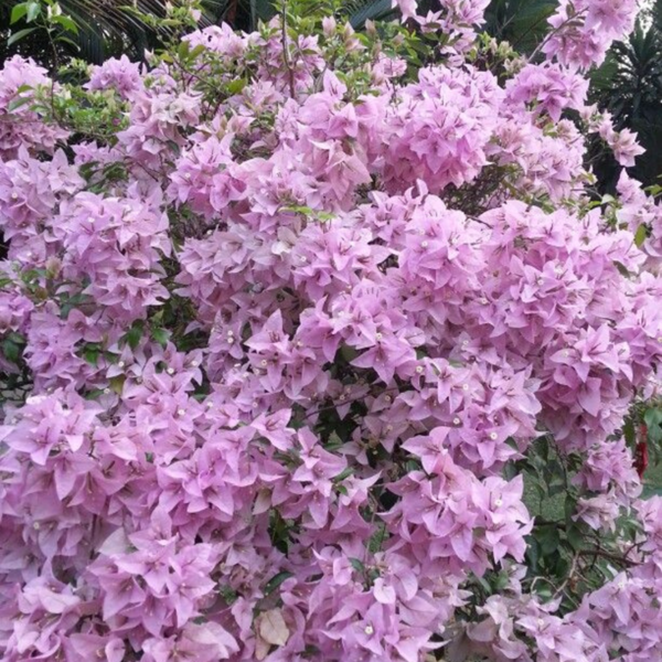 Buy Dwarf Bougainvillea Plant (Any Colour) from nursery nisarga