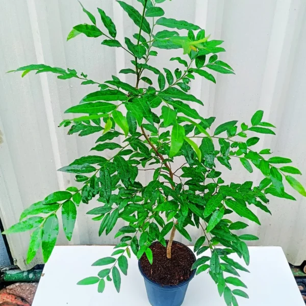 Buy Putranjiva Plant At Nursery Nisarga