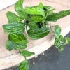 Buy Monstera Peru Green Plant Online