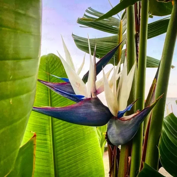 Buy White Bird of Paradise Plant Online