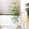 Buy Christmas Tree Plant | Cook-pine, Xmas Tree From Nursery Nisarga