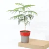 Buy Christmas Tree Plant | Cook-pine, Xmas Tree From Nursery Nisarga