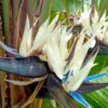 Buy White Bird of Paradise Plant Online