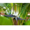 Buy White Bird of Paradise Plant Online