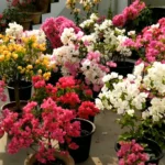 Buy Dwarf Bougainvillea / Miniature Bougainvillea Plant Online