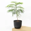 Buy Christmas Tree Plant | Cook-pine, Xmas Tree From Nursery Nisarga