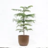 Buy Christmas Tree Plant | Cook-pine, Xmas Tree From Nursery Nisarga