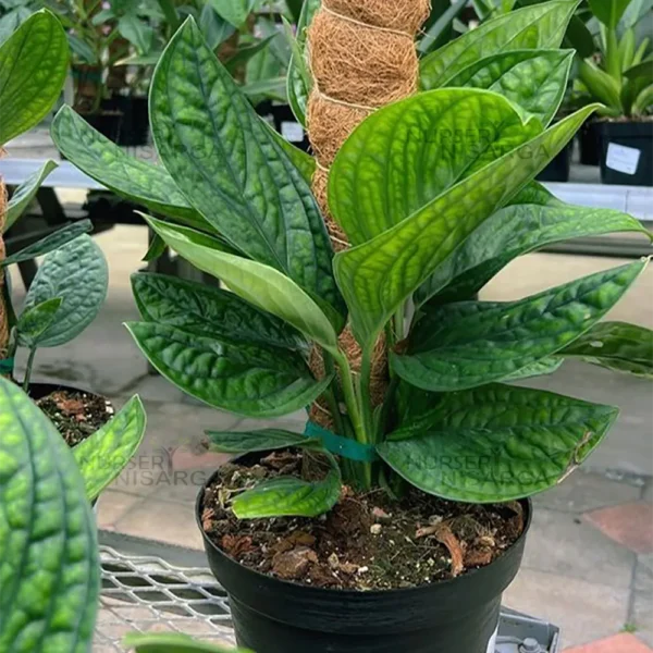 Buy Monstera Peru Plant from Nursery Nisarga