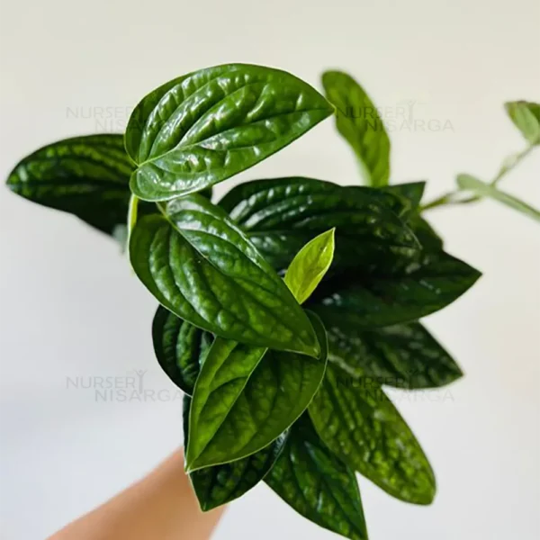 Buy Monstera Peru Plant from Nursery Nisarga