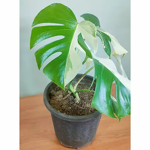 Buy Variegated Monstera Deliciosa Plant Online at Nursery Nisarga