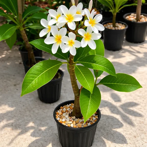 Buy White Champa - Plumeria Alba (White) Plant From Nursery Nisarga