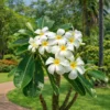 Buy White Champa - Plumeria Alba (White) Plant From Nursery Nisarga