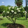 Buy White Champa - Plumeria Alba (White) from Nursery NIsarga