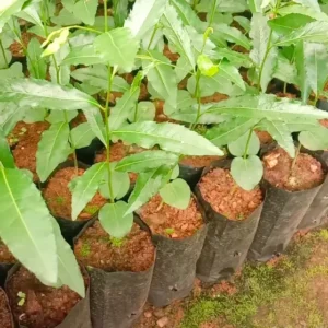 Buy Putranjiva Roxburghii, Lucky Bean Tree line