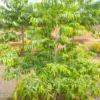 Buy Putranjiva Roxburghii, Lucky Bean Tree line