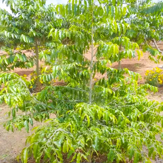 Buy Putranjiva Roxburghii, Lucky Bean Tree line