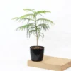 Buy Christmas Tree Plant | Cook-pine, Xmas Tree From Nursery Nisarga