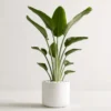 Buy White Bird of Paradise/ Strelitzia Nicolai/ Crane Flower from Nursery Nisarga