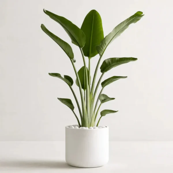 Buy White Bird of Paradise/ Strelitzia Nicolai/ Crane Flower from Nursery Nisarga