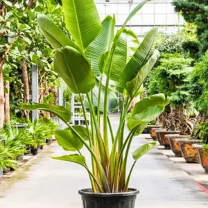 Buy White Bird of Paradise/ Strelitzia Nicolai/ Crane Flower from Nursery Nisarga