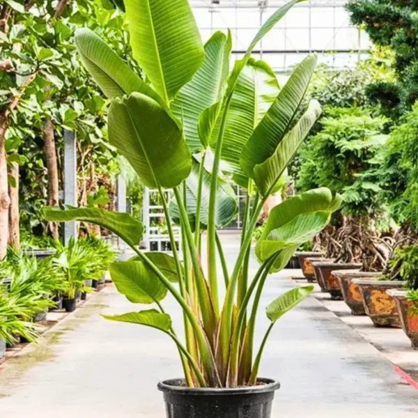 Buy White Bird of Paradise/ Strelitzia Nicolai/ Crane Flower from Nursery Nisarga